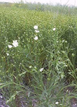 Linum usitatissimum Linseed Fatty Acid Palmitic Stearic Oleic Linoleic A Linolenic % oil in seed % in oil 7 3 16 18 56 40 Characteristics Oil high in Alpha
