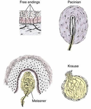 glands Hair follicles Arrector pili muscles Sebaceous gland Mechanoreceptors Pacinian corpuscles Ruffini corpuscles Sensory Mechanoreceptors in the Integument Free nerve endings