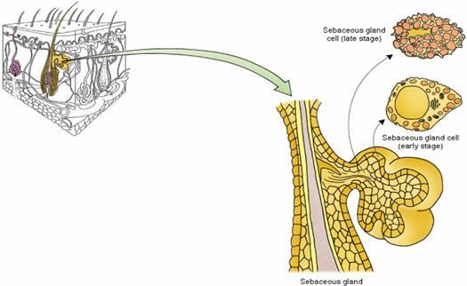 Sebaceous Gland Branched tubuloalveolar gland Duct Stratified squamous Usually open into hair follicles Secretory unit Acini contain