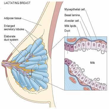 Lactating Mammary Gland During pregnancy Elevated progesterone and estrogen (ovary and placenta) Ducts grow and branch Alveoli develop and mature cuboidal cells myoepithelial cells Colostrum