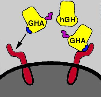 Growth hormone receptor antagonist (Pegvisomant) design Site-2