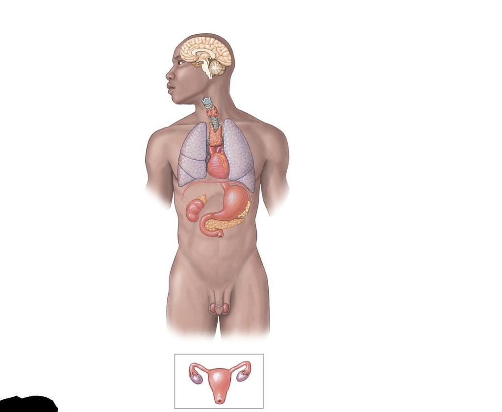 Figure 10-1 Organs and Tissues of the Endocrine System.