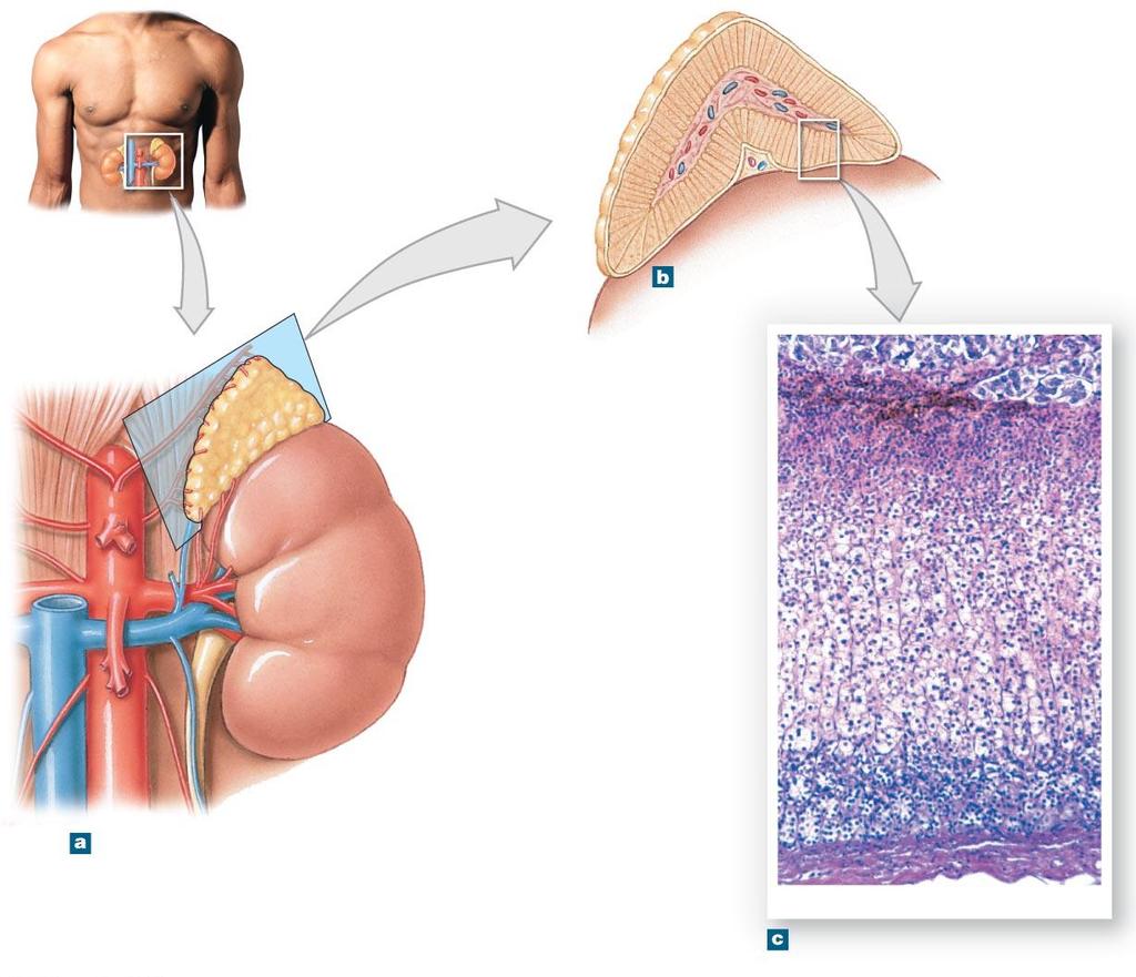 Figure 10-12 The Adrenal Gland.