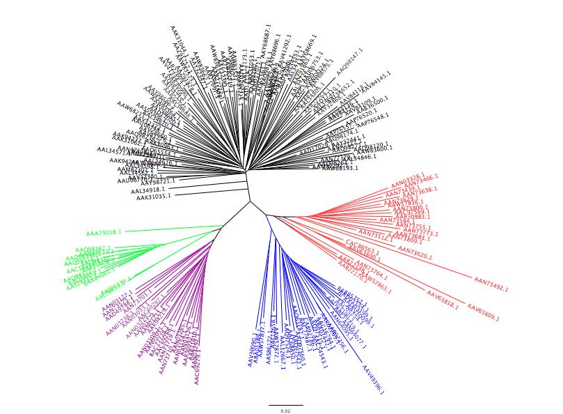 HIV Gag phylogeny Clade C Few peptides conserved