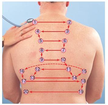 AUSCULTATION Auscultate for breath sounds. To best assess lung sounds, you will need to hear the sounds as directly as possible.