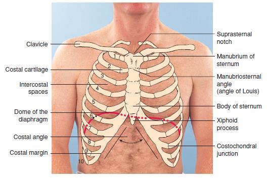 THORACIC CAGE: