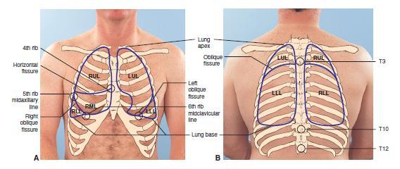 Position of the Lungs: (A) Anterior view of