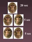 Experiment 1: Training Infants Pascalis, Scott, Kelly, et al., 2005 Visit 1: 6-months VPC Sent home with monkey face book Visit 2: 9-months Visual Preference (trained faces) VPC (novel faces) 80.
