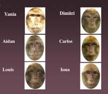 , (2005) They discriminate faces from the book from new faces Learning generalizes to never seen before monkey faces Summary Must consider several factors when modeling developmental plasticity