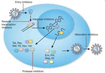 Pre-Probiotics ARV Intervention - Intensification - Nevirapine CD8 CD4 Cellular Immunity