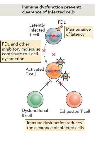 Proposed mechanisms of HIV persistence during