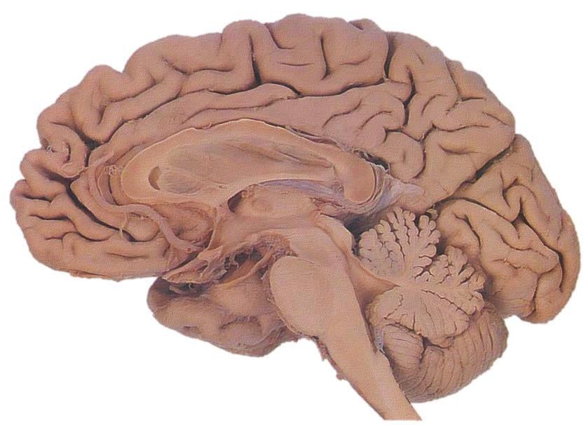 Neural Model of