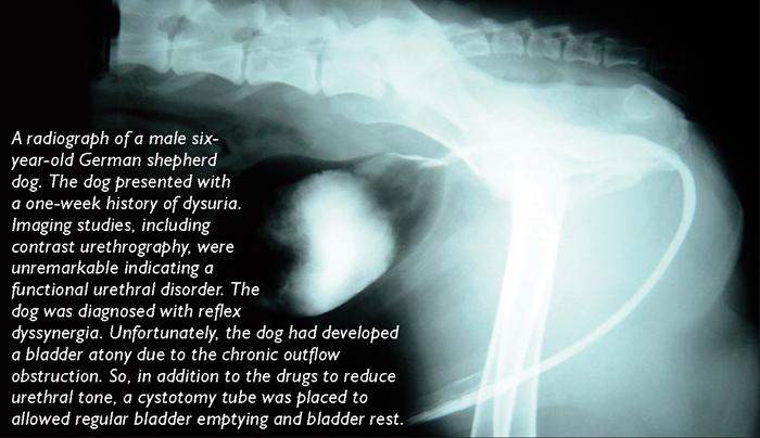 Powered by TCPDF (www.tcpdf.org) A radiograph of a male six-year-old German shepherd dog. The dog presented with a oneweek history of dysuria.