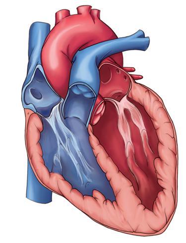 Blood that contains little or no oxygen enters the right side of the heart and is pumped to the lungs. The blood picks up oxygen in the lungs when you breathe.
