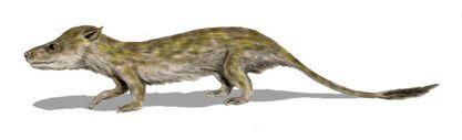 Class mammalia Therapsids were transitional mammal-like reptiles Occupied a nocturnal niche that dinosaurs didn t dominate Increased metabolism to keep warm (bugs) Chewing (mastication); specialized