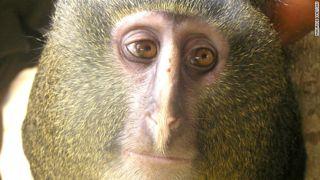 Primates How many species? 200-300(academic debates, hybrids ) Future DNA sequencing may help sort it out, but maybe not, as genes may or may not address issues of 
