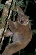 Lepilemur ( sportive lemur; lemur group) Body size Activity Period General