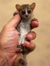 Mouse lemur (lemur group) Body size Activity Period General Social Pattern "Special" Features Tiny