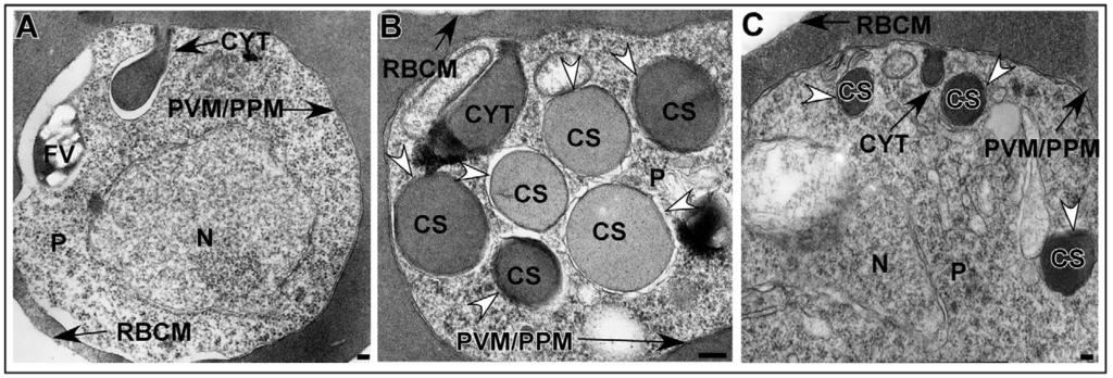 1942 121 (11) Fig. 7. Single thin-section electron micrographs of untreated, JAS- or CD-treated trophozoite-stage PE.
