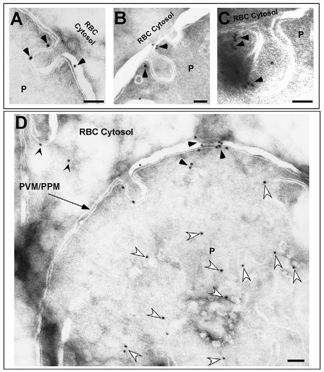 Hemoglobin transport in malaria 1943 Fig. 9. The effects of JAS and CD on cytostome neck diameter.