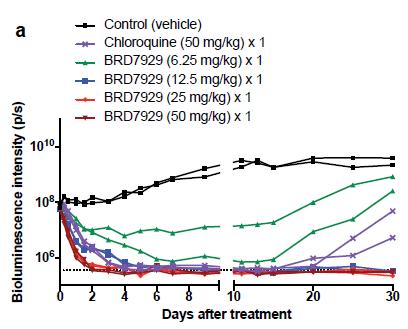 Efficacy of BRD7929 in blood-stage