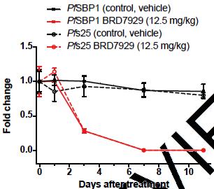 Efficacy of BRD7929 in transmission-stage Marker not detectable after 7 days Suggests the use as