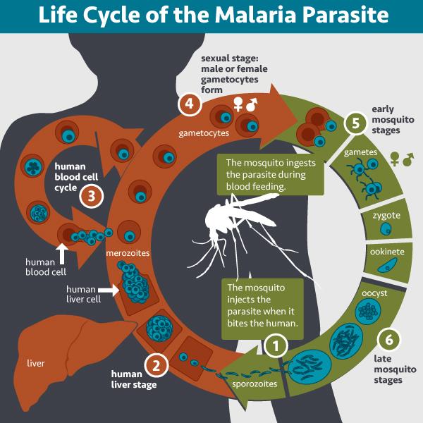 Malaria parasite life cycle 9/10/2016 Celeste Alverez @ Wipf Group 3