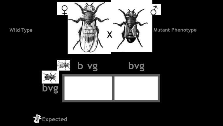 shape in Drosophila melanogaster were Linked, or found on the same chromosome