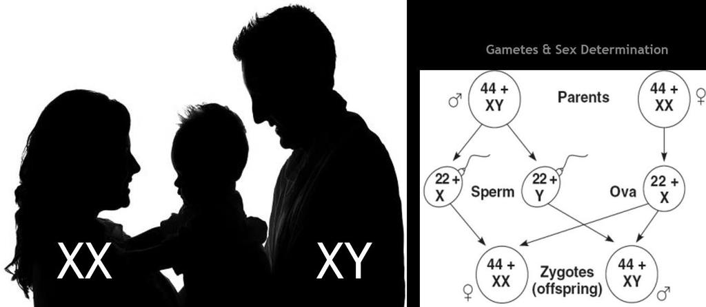 III. Sex Chromosomes & Sex Linkage Figure