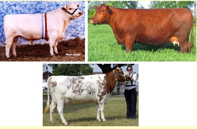 For Example: Cattle can be red (RR = all red hairs), white (WW