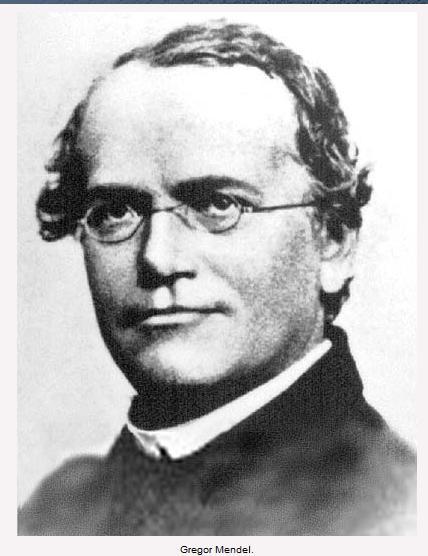 Gregor Mendel 1822-1884 Father of Genetics Studied