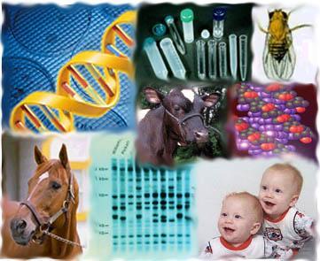 11-1: Introduction to Genetics The Work of
