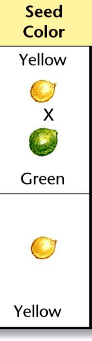 Punnett Squares Mendel first did a cross between 2 true-breeding plants. One had yellow seeds, the other had green seeds.