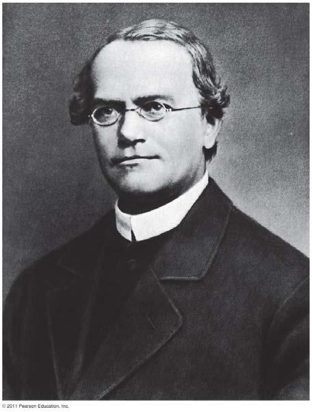 Genetics The study of heredity Father of Genetics: Gregor Mendel