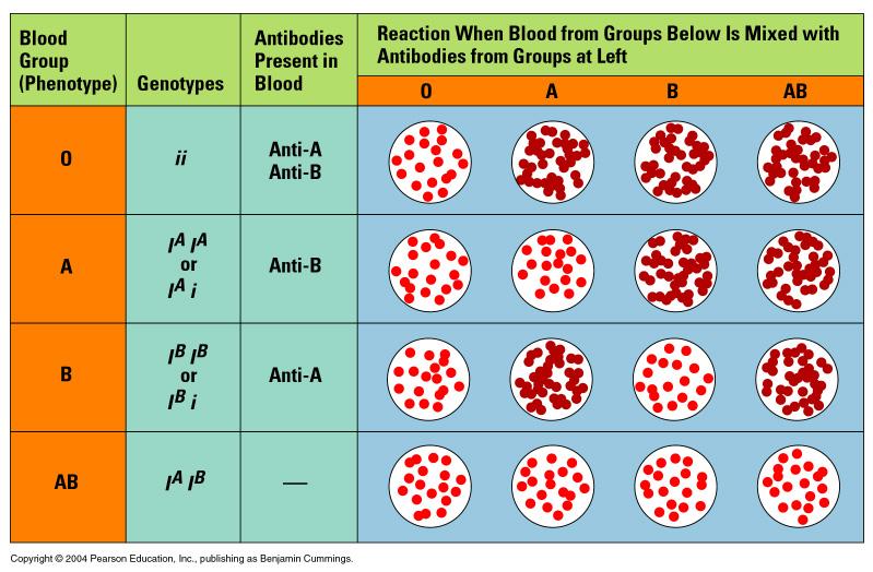 Multiple Alleles Human blood types: 3 alleles for blood