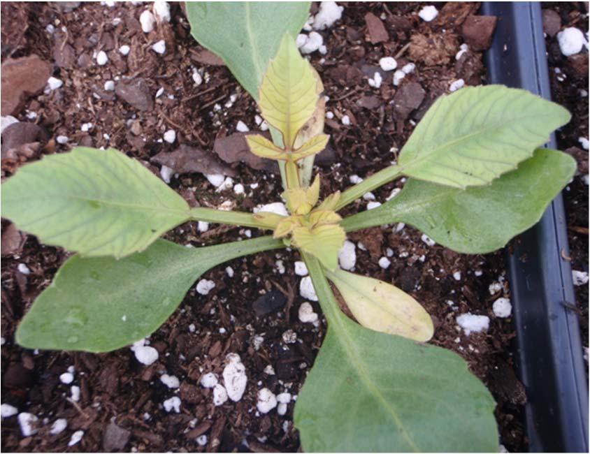 Dahlia, Cutting Figure 2. High substrate ph above 6.5 can inhibit iron (Fe) uptake causing newly developed leaves to become Fe-deficient and exhibit interveinal chlorosis (yellowing).