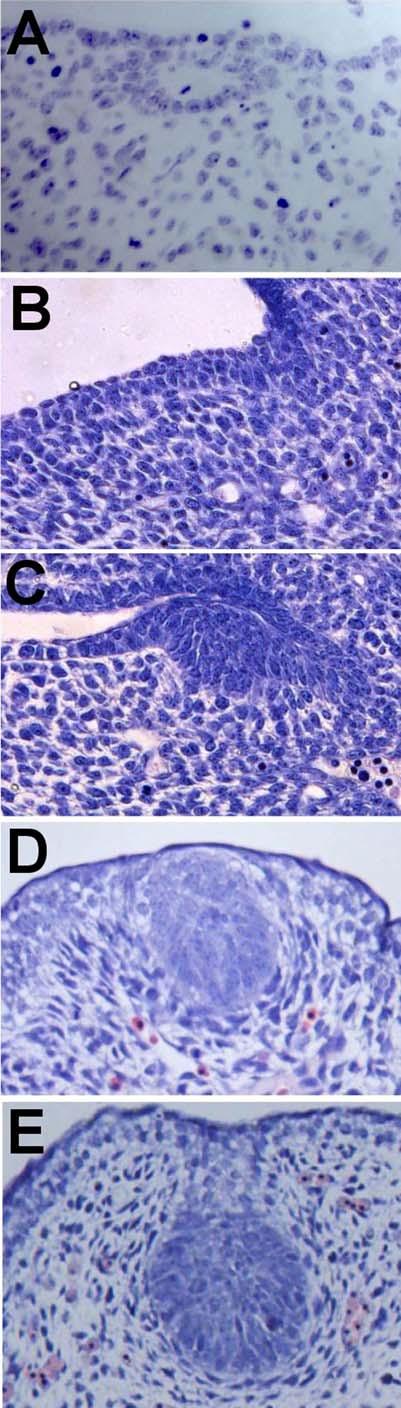 DOI: 10.1371/journal.pgen.0020112.g002 Figure 2. Histological Sections of Mammary Anlage 4 Stained with Hematoxylin (A) Late E10/E11 as cells initially aggregate into elliptical shape. (B) E11.