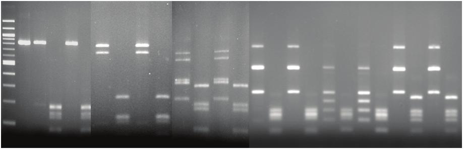 C Patient code 090 091 126 137 245 M U K p K p E f E f I k I k D i D i N n N n A C A C A C A C A C Fig 2 Examples of PCR-RFLP types of H.