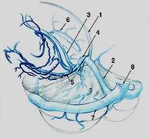 1: Inferior sagittal sinus 2: Straight sinus 3: Internal cerebral vein 4: Vein of Galen 5: Basal vein of Rosenthal 6: Thalamostriate vein 7: