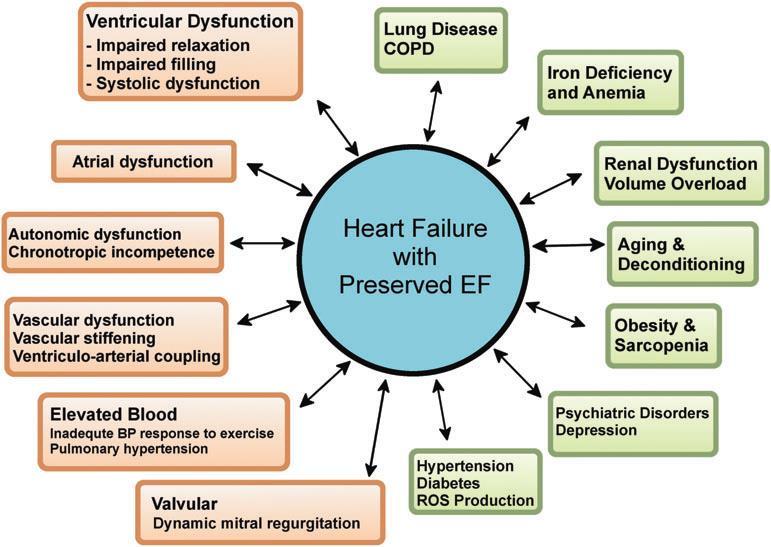 Heterogeneity of the heart failure
