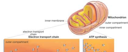 How is ATP made using the ETC? 1. In the mitochondria, the NADH and FADH 2 donate electrons to the electron transport chain (ETC). 2. Oxygen is the final electron acceptor from the ETC.