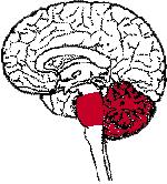 Parts of the Brain The human brain is made up of three main parts: 1) Hindbrain (or brainstem)