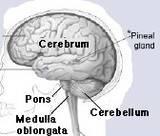 3) Forebrain (or cerebrum) Which is made up of: Diencephalon Telencephalon Hindbrain The
