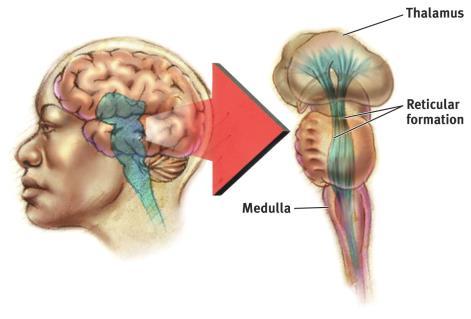 Plays role in arousal (ability to receive stimuli) Midbrain The Midbrain is also known as the Mesencephalon.