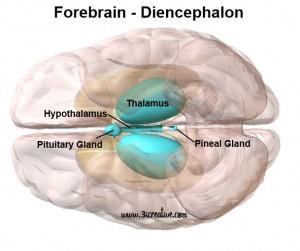 The Forebrain It is divided into a right and a left hemisphere The forebrain consists of two parts; an inner