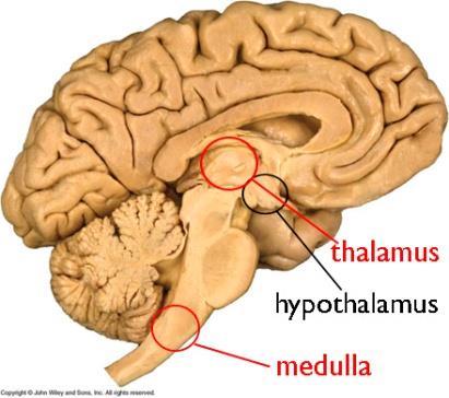 Thalamus Brain s sensory switchboard Receives information from all senses (except smell) Relay &