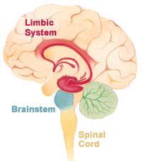 D. Limbic system Emotional center of the brain Instinctual