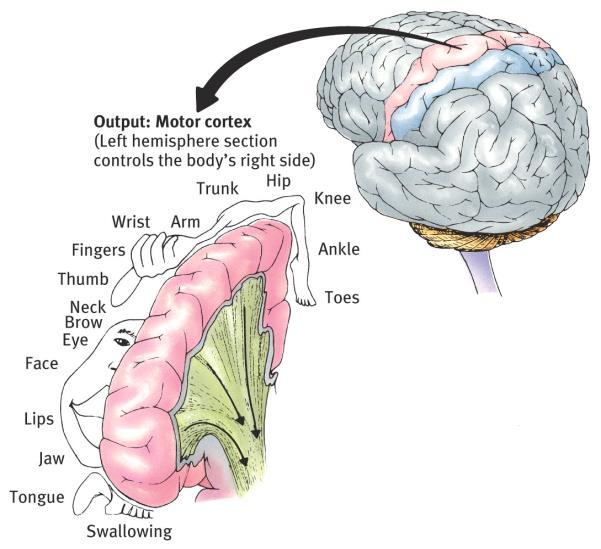 (fingers, mouth) take up more space in the motor cortex There are