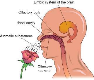 Olfactory bulb Receives nerve impulses from olfactory receptors Goes