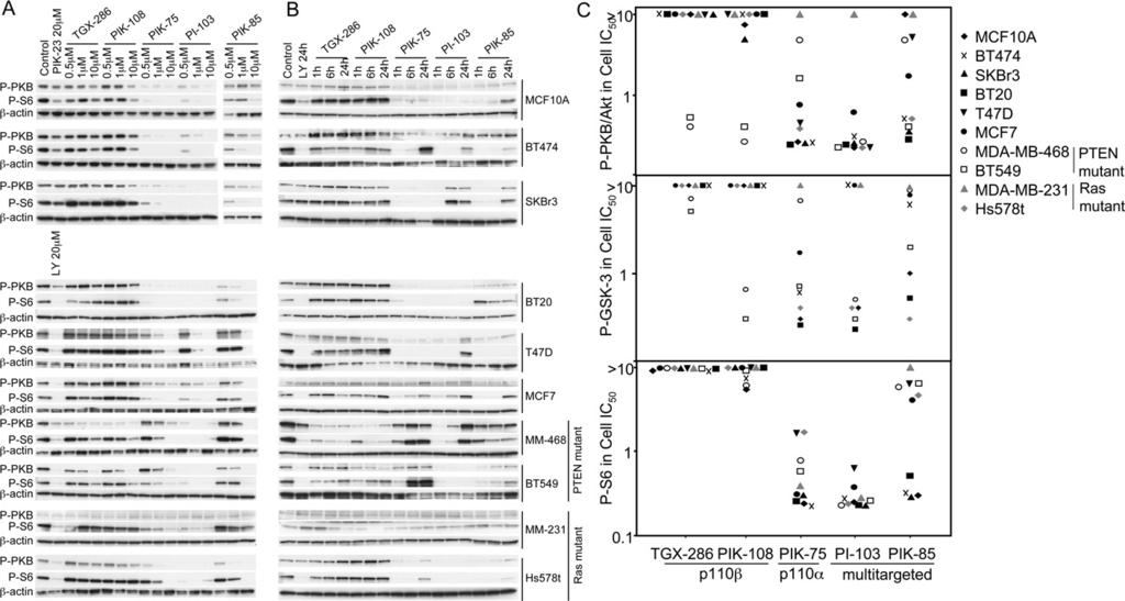 Isoform-selective inhibition of PI3K in breast cancer cell lines 101 Figure 1 Dose-dependent and temporal biochemical responses of different breast cancer cell lines to increasing concentrations of